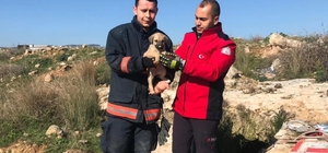 Mersin'de kuyuya düşen köpek yavrusunu itfaiye çıkardı