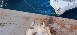 Datça'da ölü caretta caretta sahile vurdu
