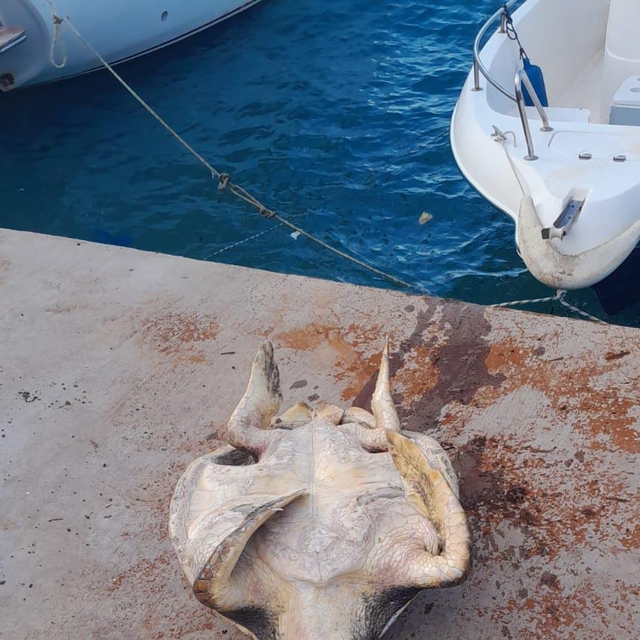 Datça'da ölü caretta caretta sahile vurdu