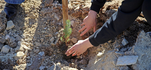 Muğla'da kapanan maden sahasında 2 bin fidan toprakla buluşturuldu