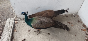 Amasya'da bir evde bulunan yaban hayvanlarından 7'si doğaya salındı