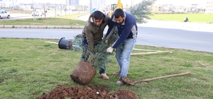 Diyarbakır'da Piran Caddesi ağaçlandırıldı