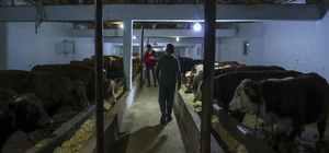 6 ŞUBAT DEPREMLERİNİN BİRİNCİ YILI - Depremzede besiciler hayvan sayısını a...