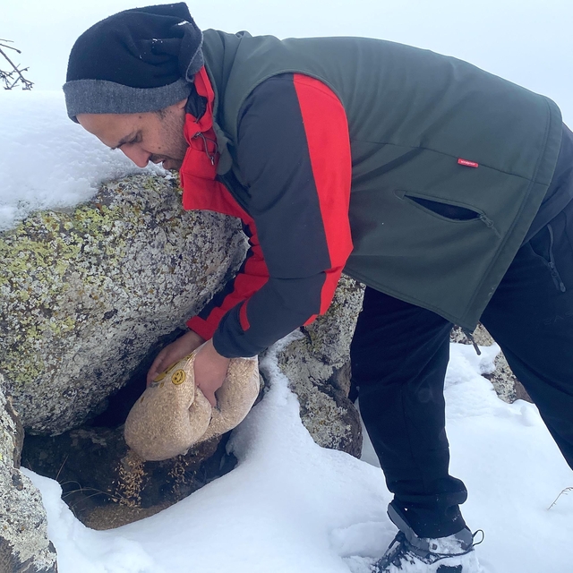 Ağrı Dağı'nın karla kaplı eteklerine yaban hayvanları için buğday bırakıldı