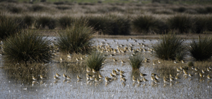 Kızılırmak Deltası Kuş Cenneti'ni geçen yıl 100 bin ziyaretçi gezdi