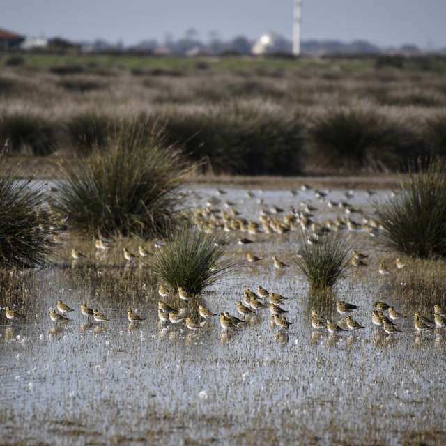 Kızılırmak Deltası Kuş Cenneti'ni geçen yıl 100 bin ziyaretçi gezdi