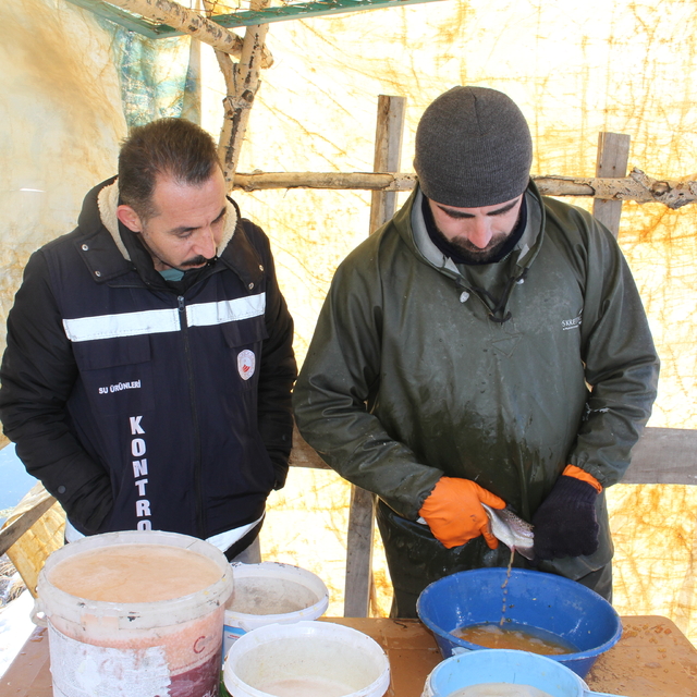 Van'da alabalık sağımı yapıldı