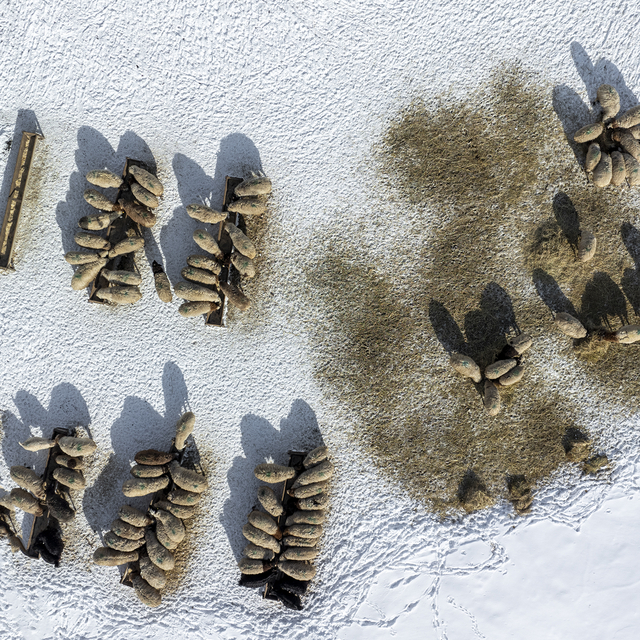 Kars'ta karla kaplı köylerdeki besicilerin kış mesaisi zorlu geçiyor