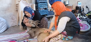 Köpeklerin saldırdığı karacayı köylüler kurtardı
