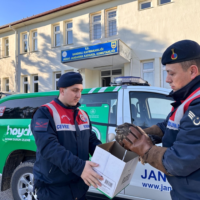 Sandıklı'da jandarmanın bulduğu yaralı şahin koruma altına alındı