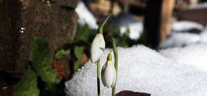 Küre Dağları'nda kardelenler açmaya başladı