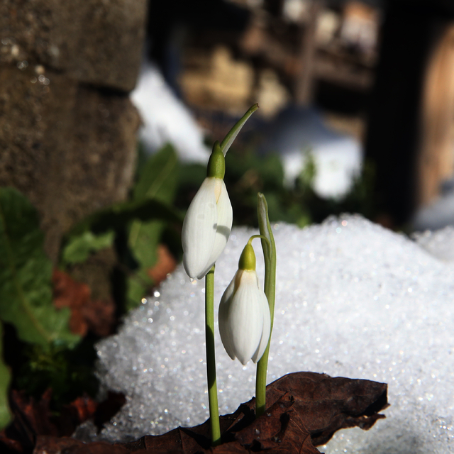 Küre Dağları'nda kardelenler açmaya başladı