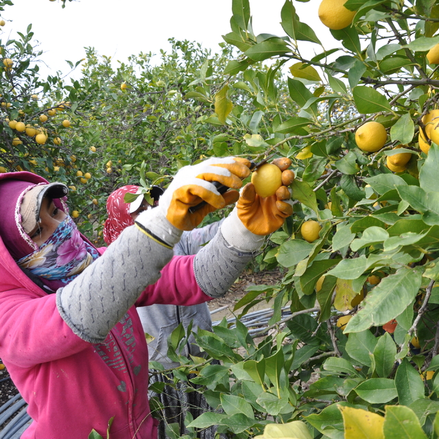 Mersin'de "Üretici ve Tüketici El Ele Kampanyası" başlatıldı