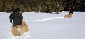 Ardahan ve Kars'ta yaban hayvanları için doğaya yem bırakıldı