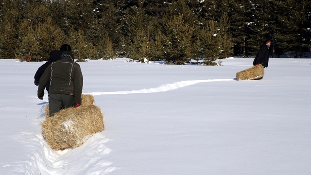 Ardahan ve Kars'ta yaban hayvanları için doğaya yem bırakıldı
