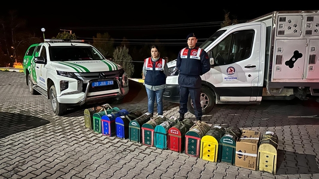 Denizli'de horoz dövüştüren 108 kişiye para cezası verildi