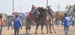 Yenipazar'da deve güreşi festivali yapıldı