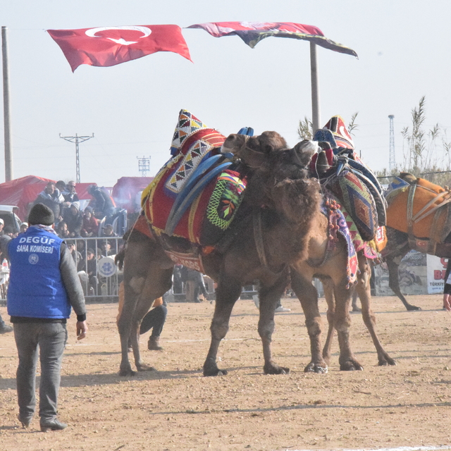 Yenipazar'da deve güreşi festivali yapıldı