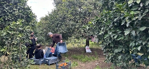 Hatay'a gelen gönüllü gençler, çiftçilerle narenciye topladı