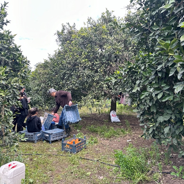 Hatay'a gelen gönüllü gençler, çiftçilerle narenciye topladı