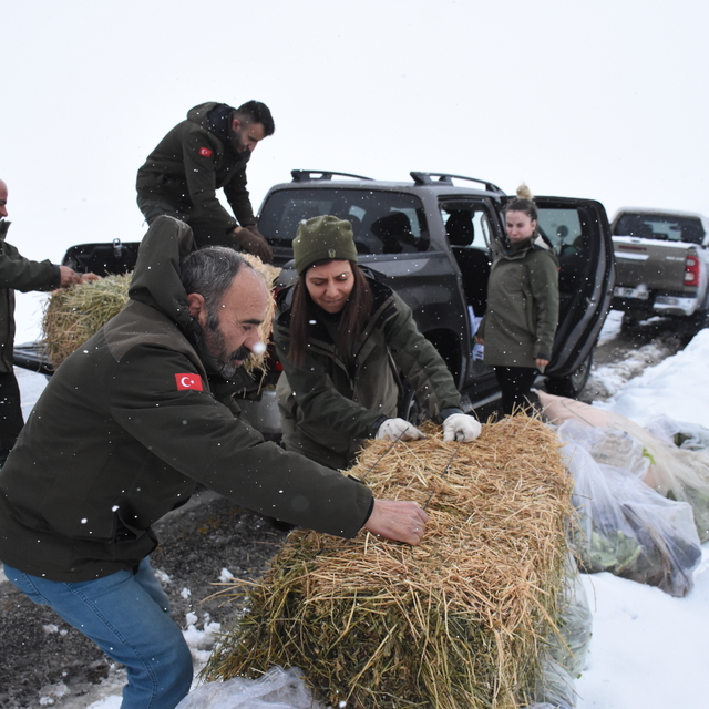 Şırnak'ta yaban hayvanları için doğaya yem bırakıldı