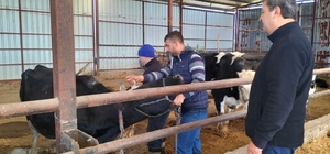 Serik'te şap hastalığına karşı hayvanlara aşı yapılıyor