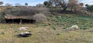 Sokak köpekleri, ağıldaki 11 küçükbaşı öldürdü