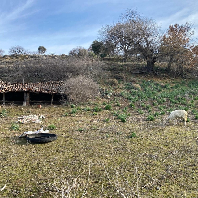 Sokak köpekleri, ağıldaki 11 küçükbaşı öldürdü