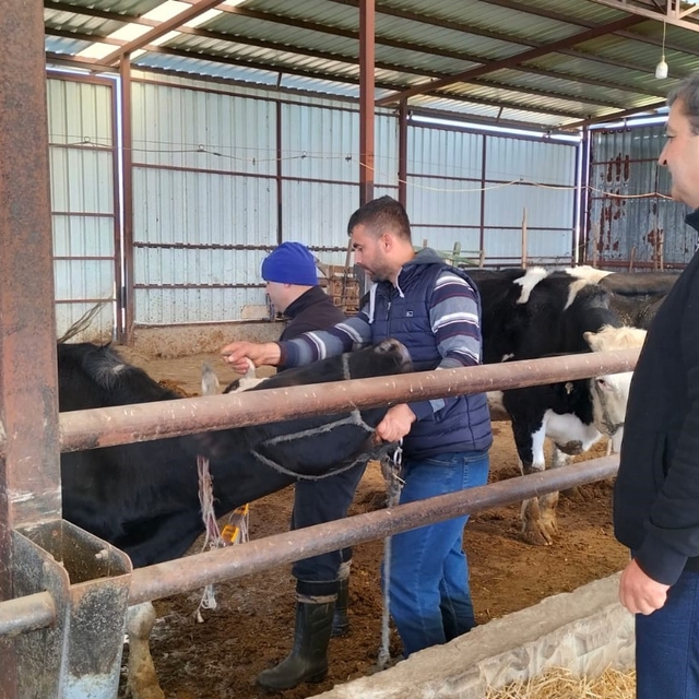 Serik'te şap hastalığına karşı hayvanlara aşı yapılıyor