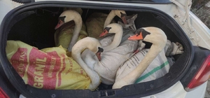 Edirne'de bir otomobilin bagajında yakalanan yabani kuğular Gala Gölü'ne sa...