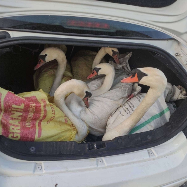 Edirne'de bir otomobilin bagajında yakalanan yabani kuğular Gala Gölü'ne sa...