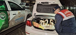 Otomobilde 6 kuğu ele geçirildi, 3 kişiye 170 bin lira ceza kesildi