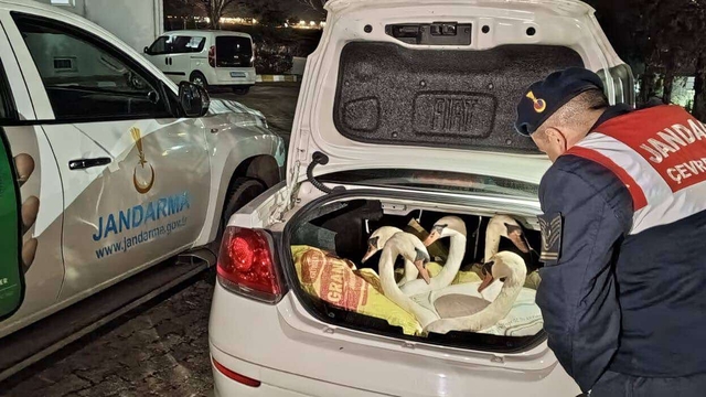 Otomobilde 6 kuğu ele geçirildi, 3 kişiye 170 bin lira ceza kesildi