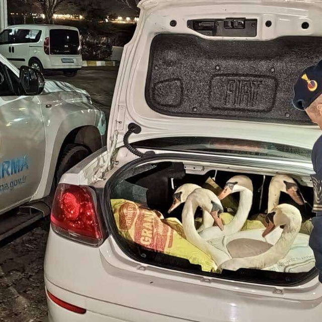Otomobilde 6 kuğu ele geçirildi, 3 kişiye 170 bin lira ceza kesildi