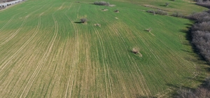 Edirne'deki kış kuraklığı buğdayın gelişimini olumsuz etkileyebilir
