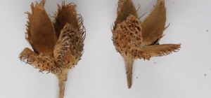 Türkiye'nin 3'üncü kayın ağacı türü, Bolu'da keşfedildi