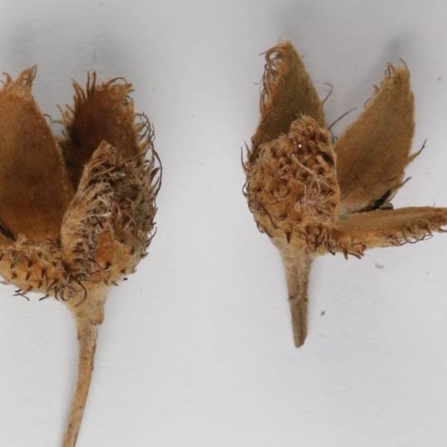 Türkiye'nin 3'üncü kayın ağacı türü, Bolu'da keşfedildi