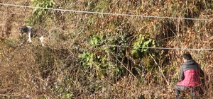 Yağlıdere'de yamaçta mahsur kalan köpek kurtarıldı