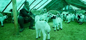 Göçerlerin ağıllardaki `doğum nöbeti' başladı