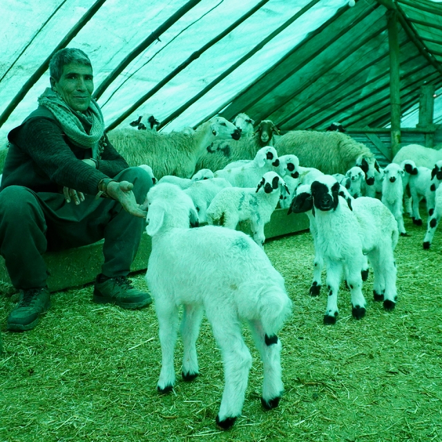 Göçerlerin ağıllardaki `doğum nöbeti' başladı