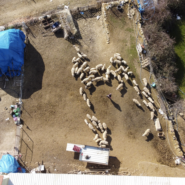 Uşaklı girişimci, devlet desteğiyle küçükbaş besihanesi kurdu