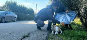 Bursa'da boynunu jiletli telin kestiği sahipsiz köpek tedavi edildi