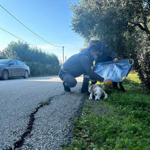 Bursa'da boynunu jiletli telin kestiği sahipsiz köpek tedavi edildi