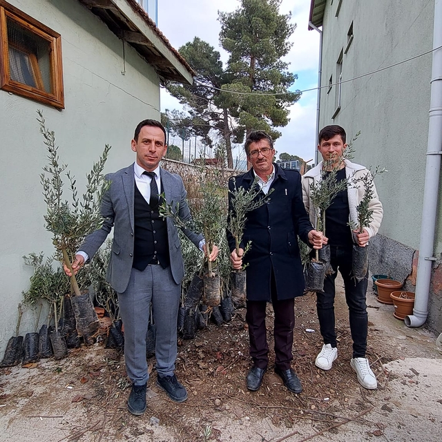 Kargı'da çiftçilere 1400 zeytin fidanı dağıtıldı