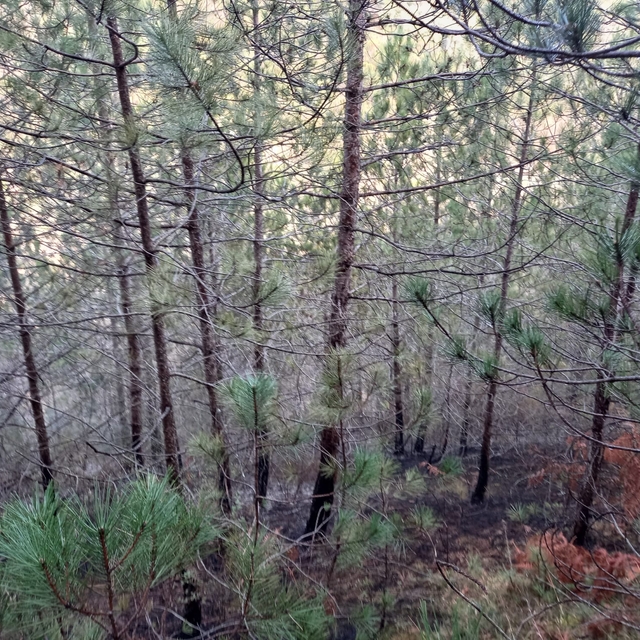 Sinop'un Gerze ilçesinde çıkan örtü yangını büyümeden söndürüldü