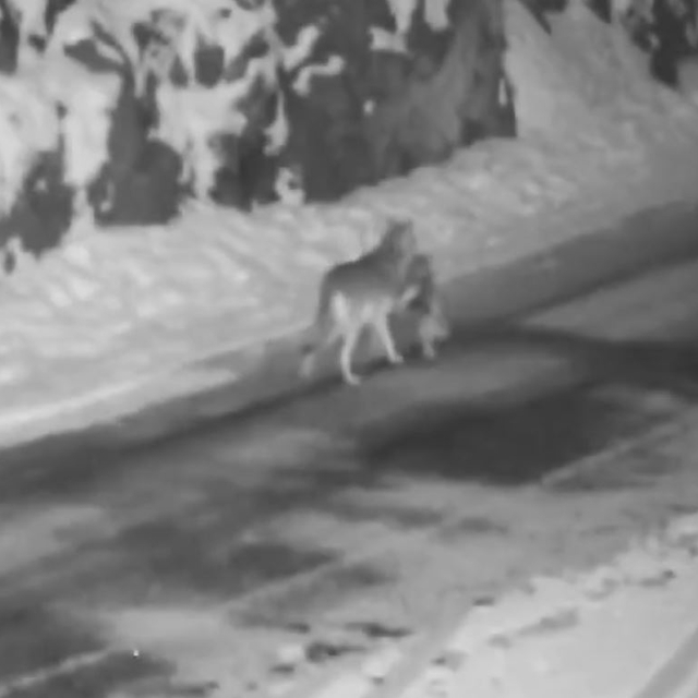 Yerleşim yerine inen kurt, sokak köpeğini parçladı