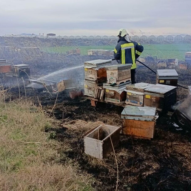 Ot yangınında alevler kovanlara sıçradı, binlerce arı öldü