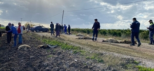 Adana'da otomobilin çarptığı çoban ağır yaralandı