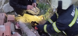 Salihli'de direğin içinde sıkışan köpek itfaiye ekibince kurtarıldı