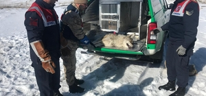 Erzurum'da jandarmanın yaralı bulduğu kurt tedaviye alındı